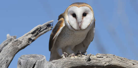 Ƶ: Burrowing Owls